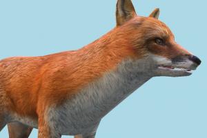 Fox Wild Fox-2